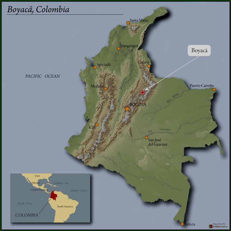 Colombia Boyaca Women's Excelso EP - 32664 - 70.1 kg Bags - SPOT RCWHSE