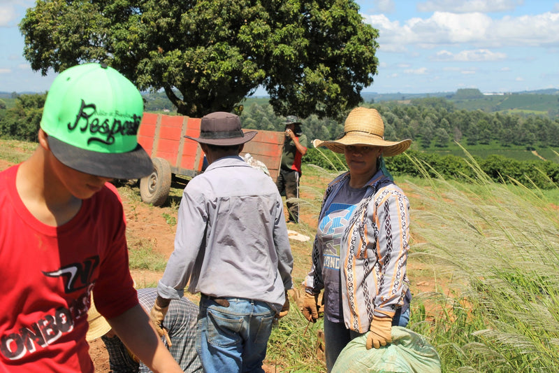 Brazil Mantiqueira de Minas Santa Clara Natural Yellow Bourbon 16+ - *51568* - 25959 - 60.0 kg Videplast Bags - SPOT RCWHSE