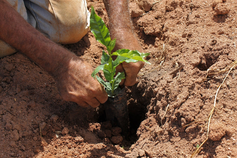 Brazil Mantiqueira de Minas Santa Clara Natural Yellow Bourbon 16+ - *51568* - 25959 - 60.0 kg Videplast Bags - SPOT RCWHSE