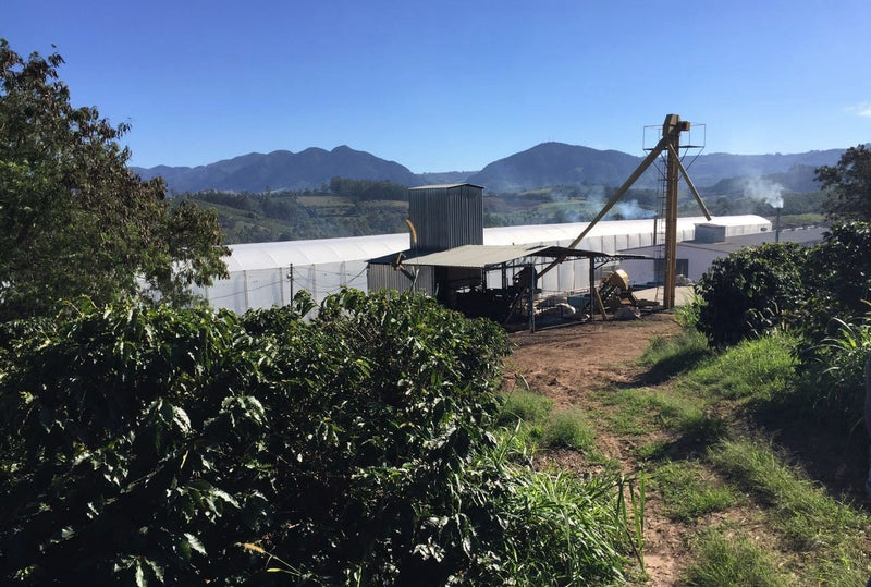 Brazil Mantiqueira de Minas Santa Clara Natural Yellow Catuai 16+ - 35981 - Videplast Bags - SPOT RCWHSE