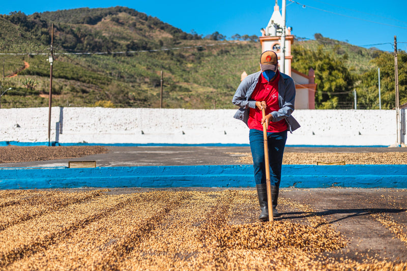 Brazil Beneficio Pedra Blanca Pulped Natural Yellow Catucai 2/3 16+ - 32439-3 - Videplast Bags - SPOT COSEATAC