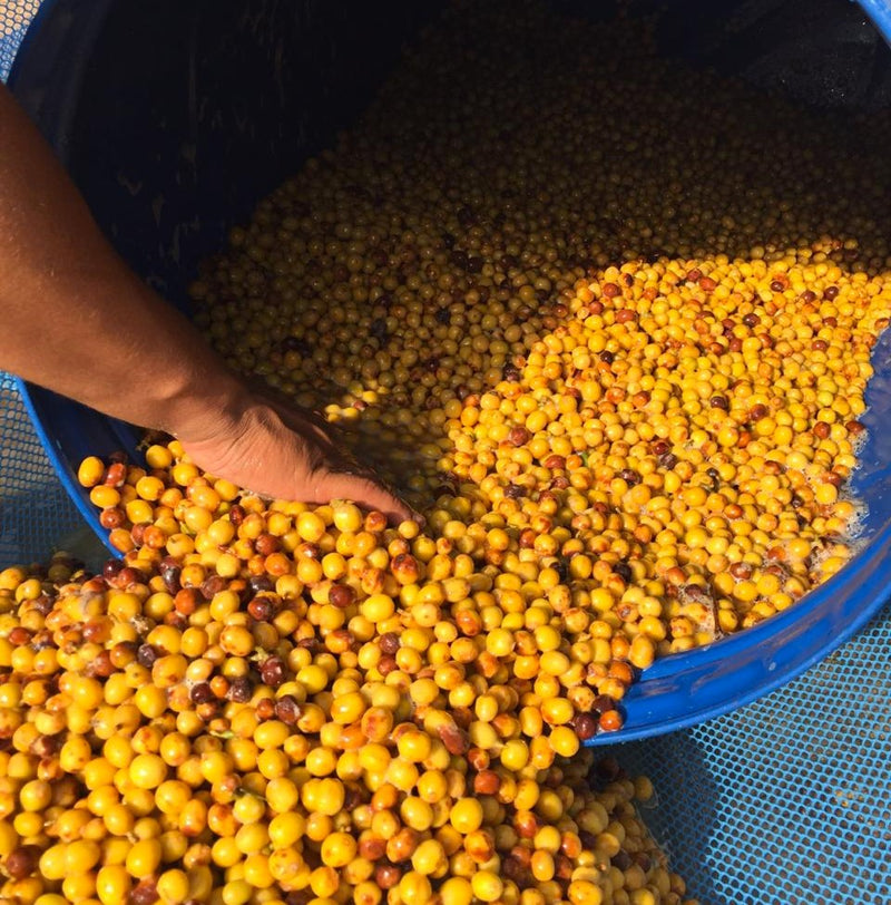 Brazil Beneficio Pedra Blanca Pulped Natural Yellow Catucai 2/3 16+ - 32439-1 - Videplast Bags - SPOT COSEATAC