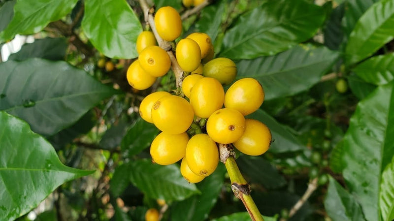 Brazil Carmo de Minas Fazenda Furnas 16+ Natural Yellow Bourbon  - 30641-3 - Videplast Bags - SPOT DUPUYHOU