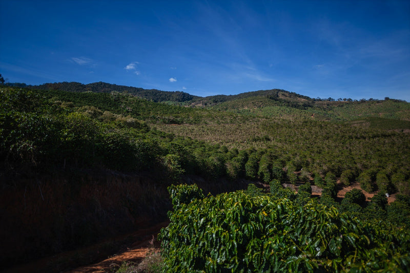 Royal Gem Brazil Carmo de Minas Fazenda Furnas 16+ Natural Yellow Bourbon 50 Lb - 30641-1 - SPOT RCWHSE