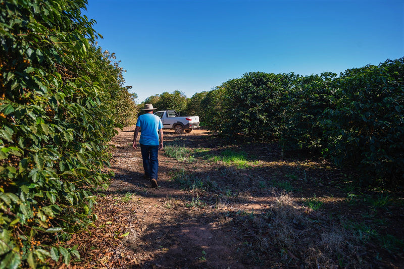 Brazil Carmo de Minas Fazenda Santa Ines Fermented Natural Red Bourbon - 30642 - Videplast Bags - SPOT RCWHSE