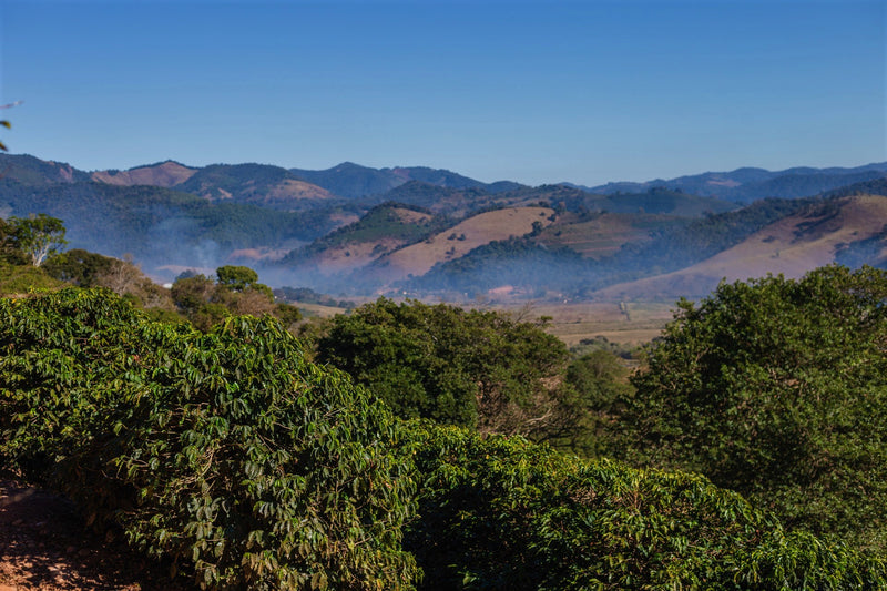 Brazil Carmo de Minas Fazenda Santa Ines Fermented Natural Red Bourbon - 30642 - Videplast Bags - SPOT RCWHSE