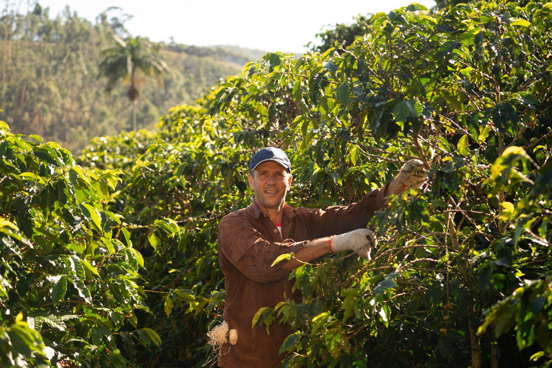 Brazil Farmgate Espirito Santo Eliezer Jose Calvi Pulped Natural Catucai 15+ - 33106 - GrainPro Bags - SPOT RCWHSE