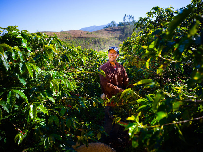Brazil Farmgate Espirito Santo Eliezer Jose Calvi Pulped Natural Catucai 15+ - 33106 - GrainPro Bags - SPOT RCWHSE