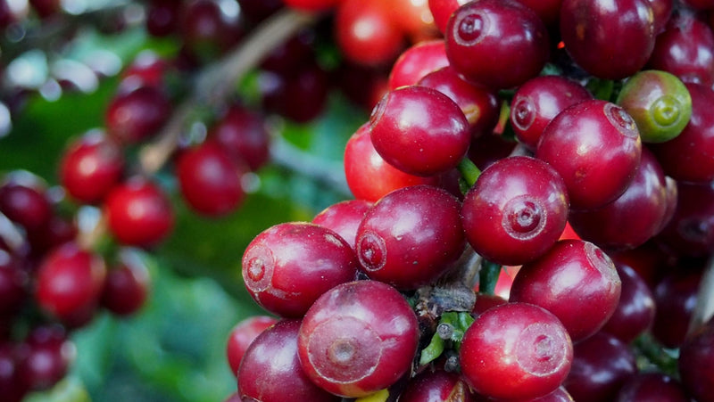 El Salvador Las Ninfas Natural Pacamara - *48584W* - 25424 - GrainPro Bags - SPOT COSEATAC