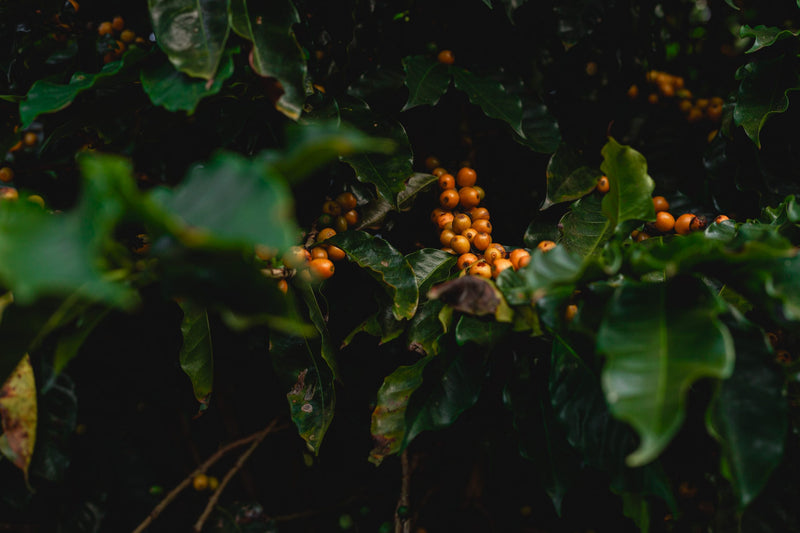 Brazil Fazenda IP Natural Fermented Yellow Catucai 2/3 15+ - 32474 - Videplast Bags - SPOT RCWHSE