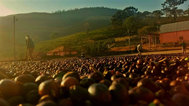 Brazil Fazenda Santa Ines Natural Yellow Bourbon 2/3 16+ - 32438 - Videplast Bags - SPOT RCWHSE