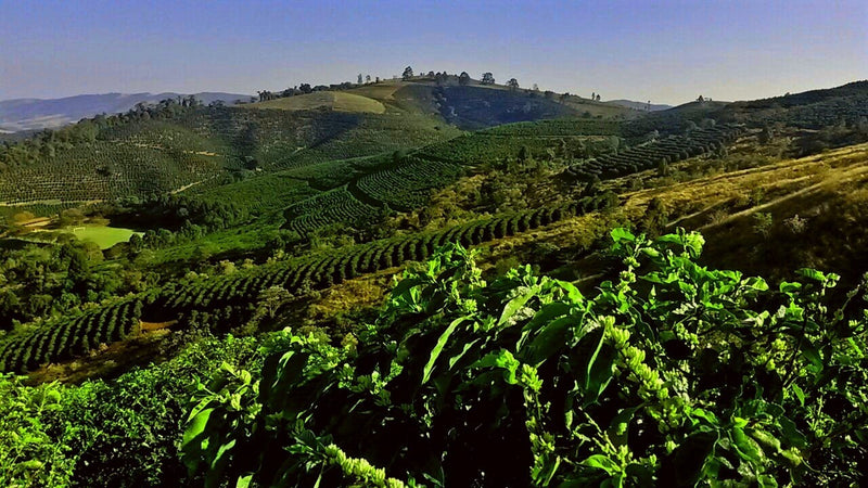Brazil Fazenda Santa Ines Natural Yellow Bourbon 2/3 16+ - 32438 - Videplast Bags - SPOT RCWHSE