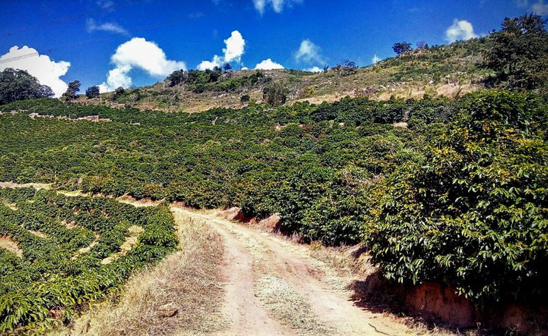 Brazil Fazenda Santa Ines Natural Yellow Bourbon 2/3 16+ - 32438 - Videplast Bags - SPOT RCWHSE