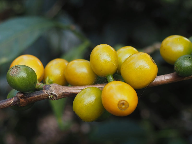 Brazil Fazenda Santa Ines Natural Yellow Bourbon 2/3 16+ - 32438 - Videplast Bags - SPOT RCWHSE