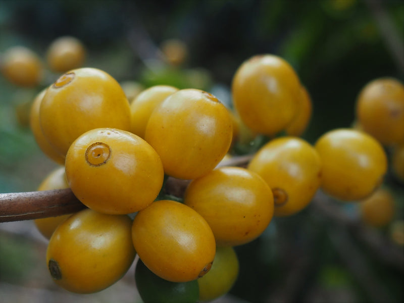 Brazil Fazenda Santa Ines Natural Yellow Bourbon 2/3 16+ - 32438 - Videplast Bags - SPOT RCWHSE