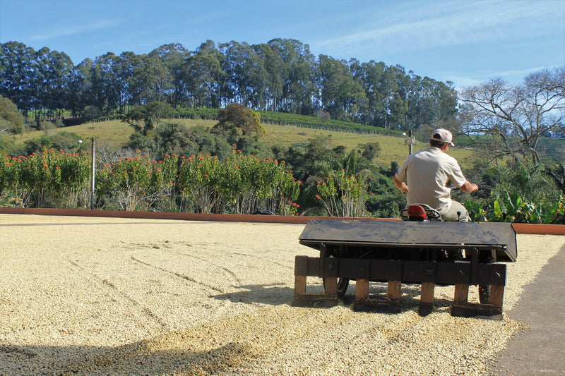 Brazil Fazenda Sertaozinho Pulped Natural Yellow Bourbon 16+ - *50121* - 25978-1 - Videplast Bags - SPOT SEAFORTH
