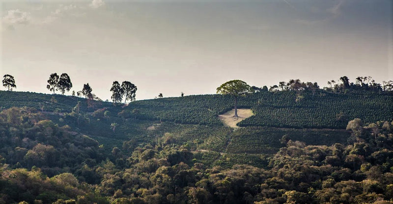 Brazil Fazenda Sertaozinho Pulped Natural Yellow Bourbon 16+ - *50122* - 25979-4 - Videplast Bags - SPOT COSEATAC