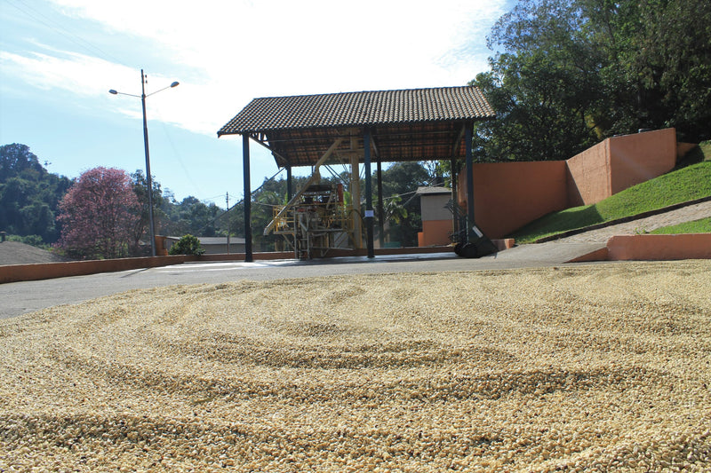 Brazil Fazenda Sertaozinho Pulped Natural Yellow Bourbon 16+ - *50121* - 25978-1 - Videplast Bags - SPOT SEAFORTH