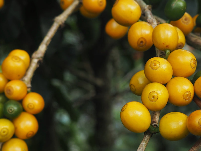 Brazil Fazenda Sertaozinho Pulped Natural Yellow Bourbon 16+ - *49093W* - 25976 - Videplast Bags - SPOT COSEATAC