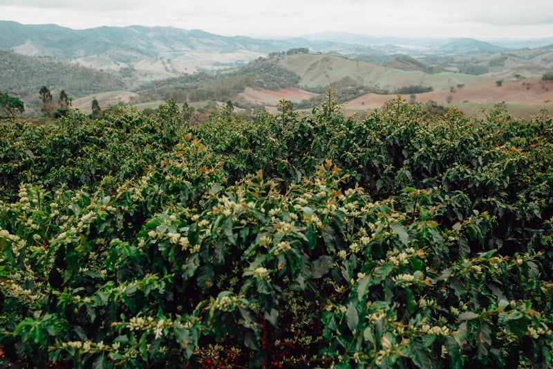 Brazil Mantiqueira Natural Red Catuai Blend 16+ - 32157 - Videplast Bags - SPOT RCWHSE