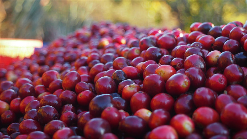 Brazil Mantiqueira de Minas Natural Red Acaia 16+ - *51569* - 25952 - 60.0 kg Videplast Bags - SPOT RCWHSE