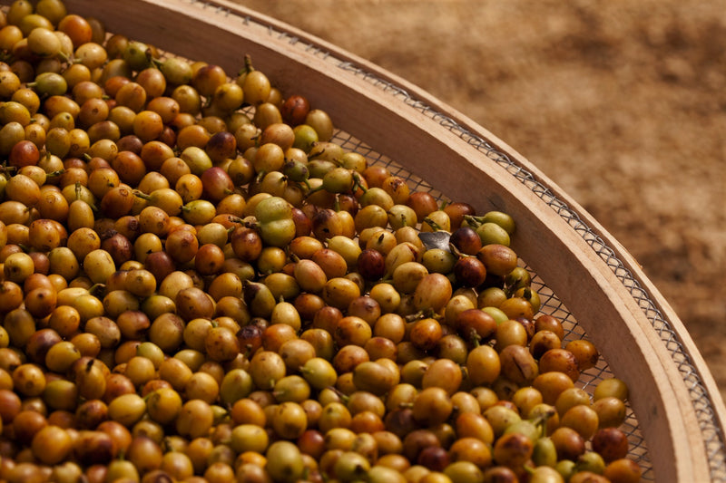 Brazil Mantiqueira de Minas Grota Funda Pulped Natural Yellow Catuai 16+ - *51567* - 25951 - 60.0 kg Videplast Bags - SPOT RCWHSE