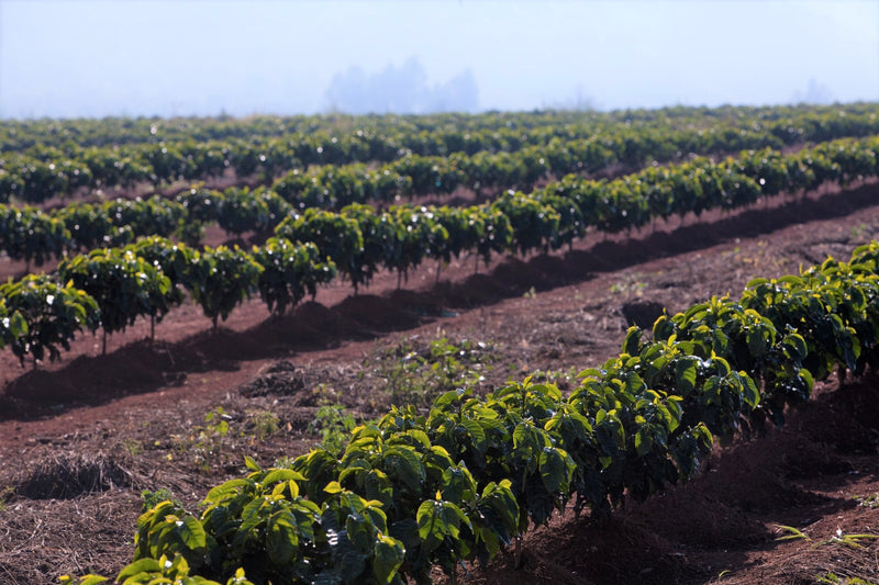 Brazil Mantiqueira de Minas Grota Funda Pulped Natural Yellow Catuai 16+ - *51567* - 25951 - 60.0 kg Videplast Bags - SPOT RCWHSE