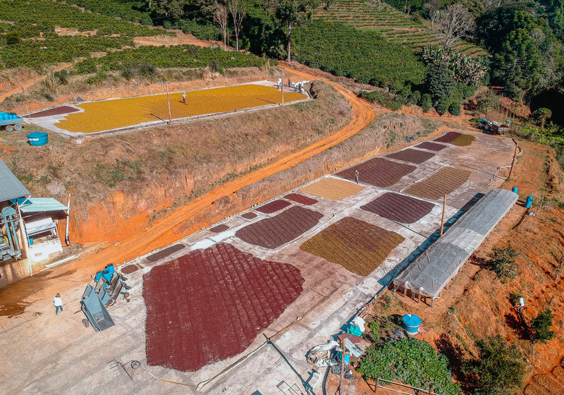 Brazil Sitio da Torre Natural Yellow Bourbon/Catucai Peaberry - 33178 - Videplast Bags - SPOT RCWHSE