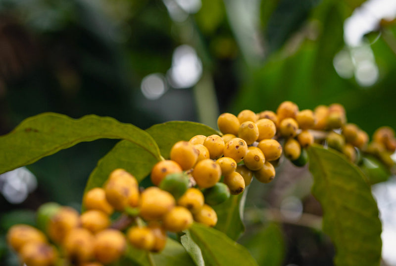 Brazil Sitio Da Torre Pulped Natural Yellow Bourbon 16+ - 30199 - Videplast Bags - SPOT RCWHSE
