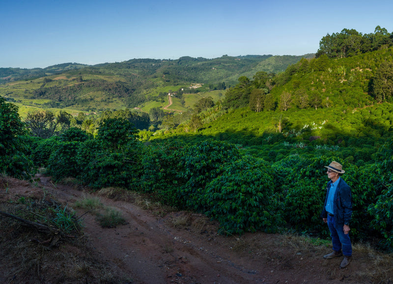 Brazil Mogiana FAF Fazenda Da Mata Natural Arara - Lot 4861 - 32457 - GrainPro Bags - SPOT RCWHSE