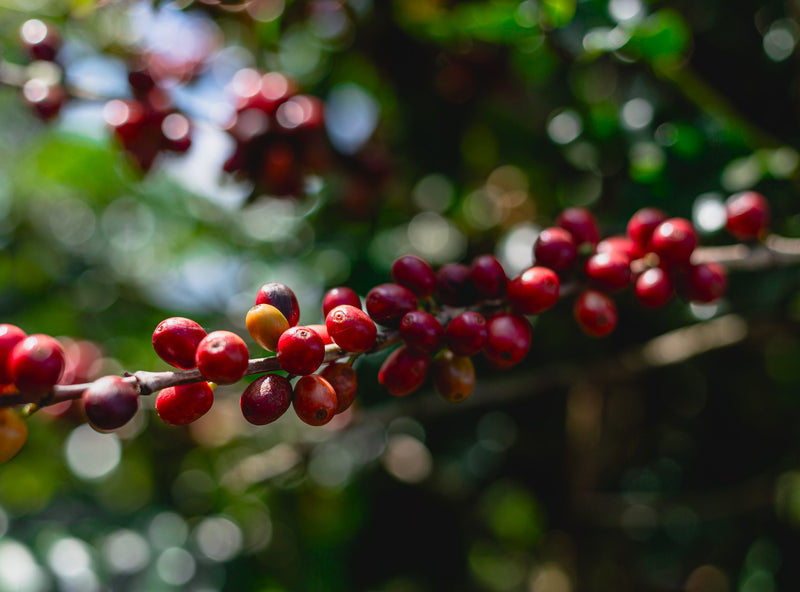 Brazil Mogiana FAF Fazenda Da Mata Natural Arara - Lot 4861 - 32457 - GrainPro Bags - SPOT RCWHSE