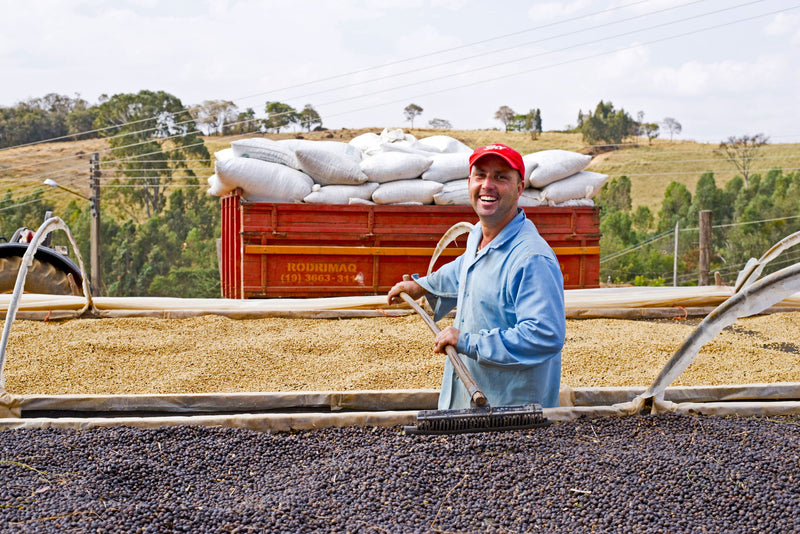 Brazil Mogiana FAF Reserve Sitio Pedra Grande Natural Obata - Lot 4676 - 32456 - GrainPro Bags - SPOT RCWHSE