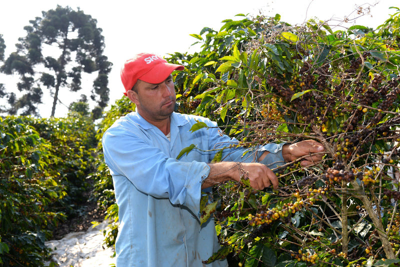 Brazil Mogiana FAF Reserve Sitio Pedra Grande Natural Obata - Lot 4676 - 32456 - GrainPro Bags - SPOT RCWHSE