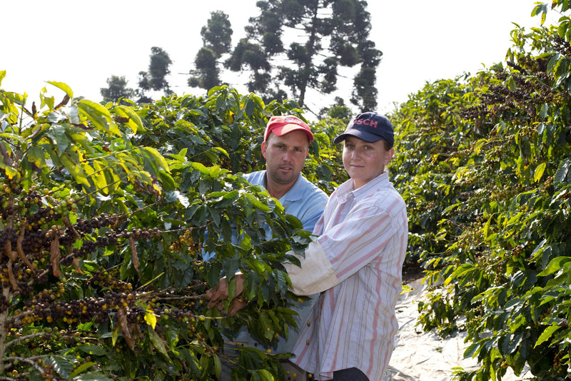 Brazil Mogiana FAF Reserve Sitio Pedra Grande Natural Obata - Lot 4676 - 32456 - GrainPro Bags - SPOT RCWHSE