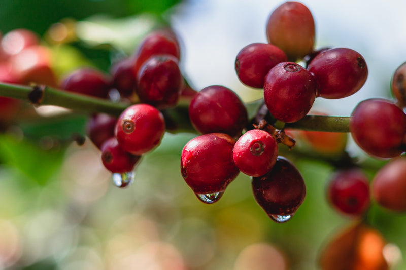 Brazil Mogiana FAF Reserve Sitio Pedra Grande Natural Obata - Lot 4676 - 32456 - GrainPro Bags - SPOT RCWHSE