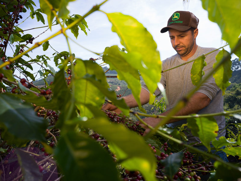 Brazil Mogiana FAF Reserve Sitio Sao Jose Natural Red Catuai - Lot 4590 - 32455 - GrainPro Bags - SPOT RCWHSE