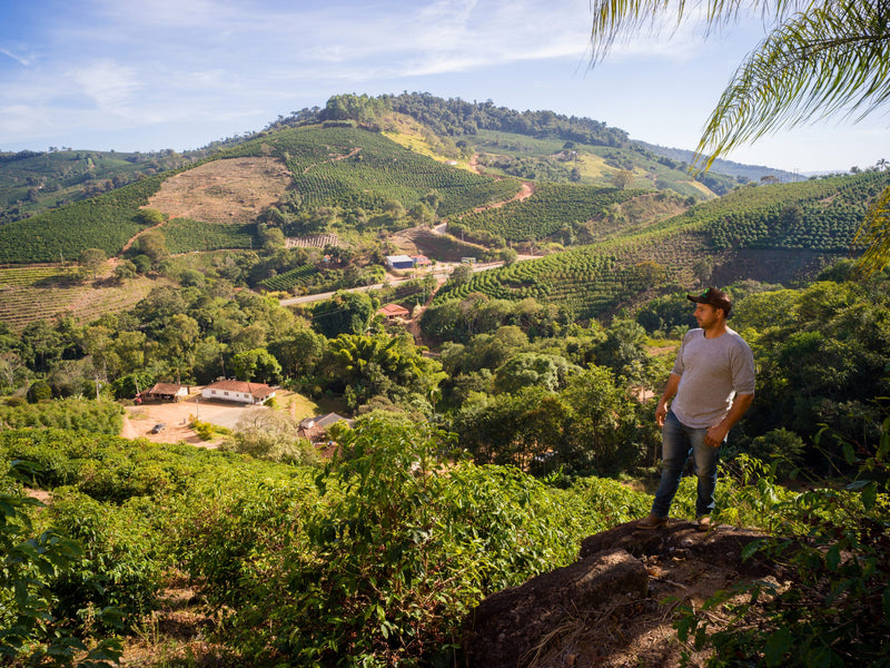 Brazil Mogiana FAF Reserve Sitio Sao Jose Natural Red Catuai - Lot 4590 - 32455 - GrainPro Bags - SPOT RCWHSE