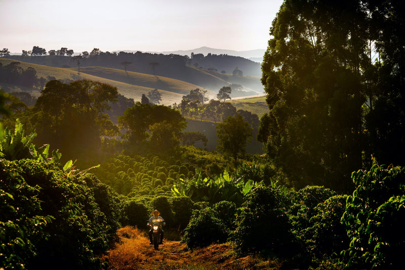 Brazil Mogiana FAF Reserve Sitio Sao Jose Natural Red Catuai - Lot 4590 - 32455 - GrainPro Bags - SPOT RCWHSE