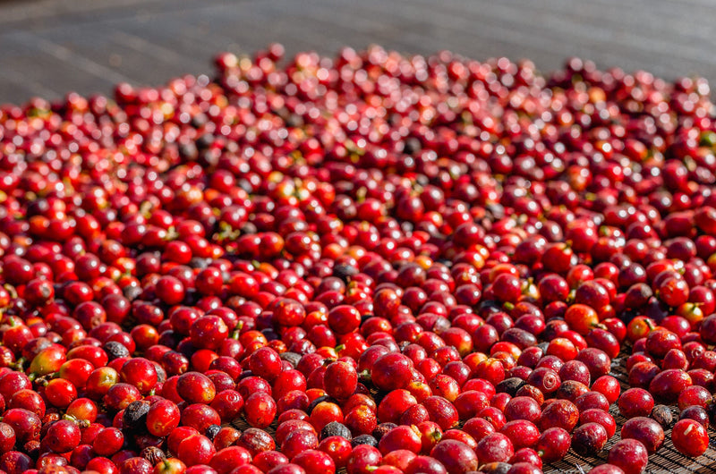 Brazil Natural 2/3 17/18 - 32193 - 59.0 kg Bags - SPOT RCWHSE