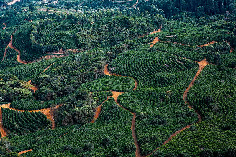 BRAZIL ORGANIC FAZENDA DUTRA NATURAL SS FC 15+ - 34576-2 - Videplast Bags - SPOT COSEATAC