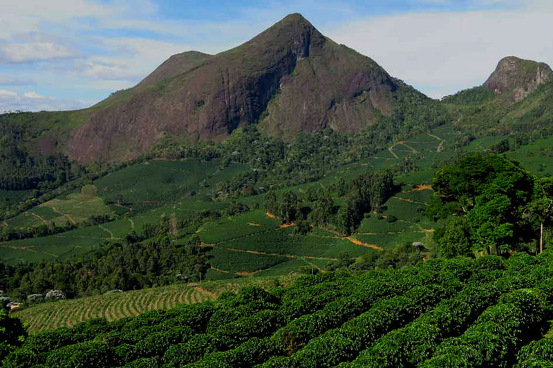 BRAZIL ORGANIC FAZENDA DUTRA NATURAL SS FC 15+ - 34888-2 - Videplast Bags - SPOT SEAFORTH