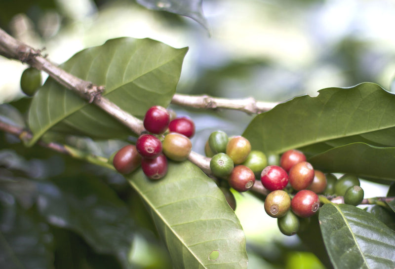 BRAZIL ORGANIC FAZENDA DUTRA PULPED NATURAL CATUAI 15+ - 29716 - Videplast Bags - SPOT RCWHSE