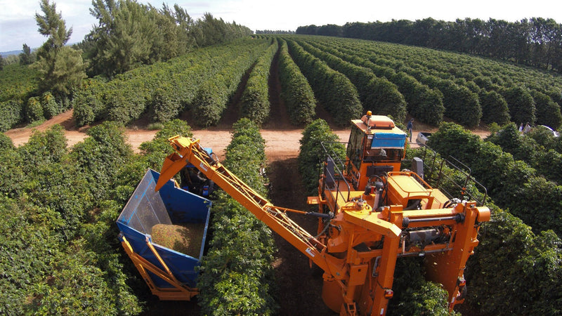 Brazil RFA-IP Fazenda Rio Brilhante Natural 16+ - *50116* - 25950 - Videplast Bags - SPOT RCWHSE