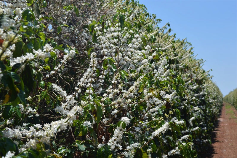 Brazil RFA-IP Fazenda Rio Brilhante Natural 16+ - *50116* - 25950 - Videplast Bags - SPOT RCWHSE