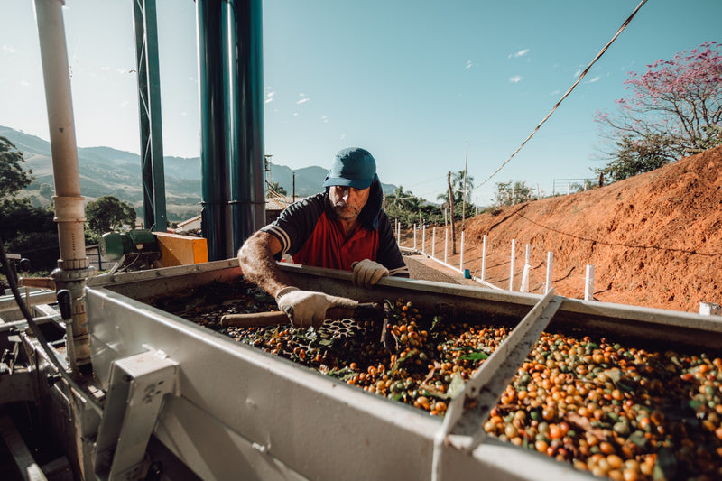 Brazil Rancho Sao Benedito Pulped Natural Red Catucai 16+ - 30200 - Videplast Bags - SPOT RCWHSE