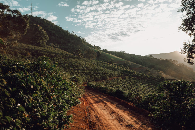 Brazil Rancho Sao Benedito Pulped Natural Red Catucai 16+ - 30200 - Videplast Bags - SPOT RCWHSE