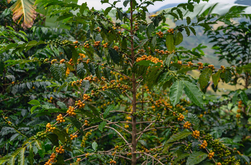 Brazil Santos SS FC 14/16 - *52252W* - 26615-1 - 58.9 kg Bags - SPOT COSEATAC