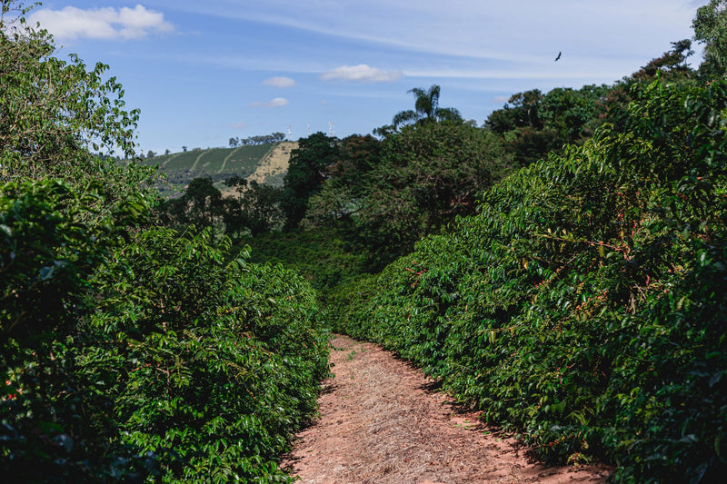 Brazil Santuario Sul Natural Fermented Sudan Rume 2/3 15+ - 32473 - Videplast Bags - SPOT RCWHSE