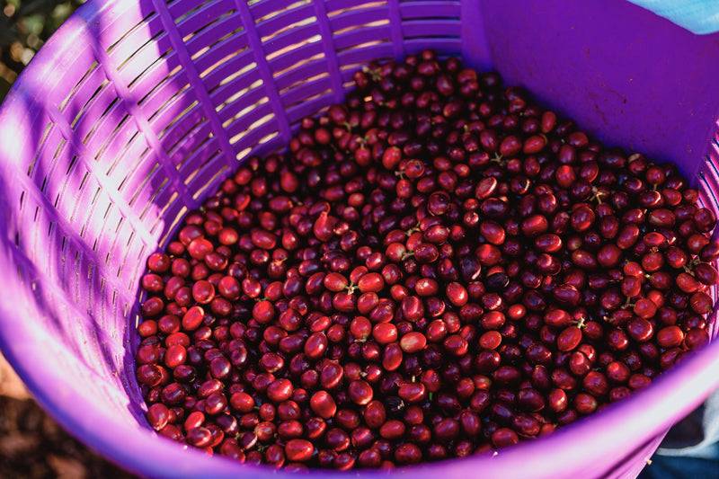 Brazil Santuario Sul Natural Fermented Sudan Rume 2/3 15+ - 32473 - Videplast Bags - SPOT RCWHSE