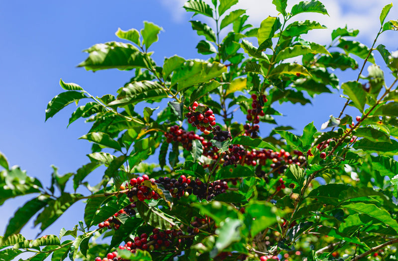 Brazil Santuario Sul Natural Fermented Sudan Rume 2/3 15+ - 32473 - Videplast Bags - SPOT RCWHSE